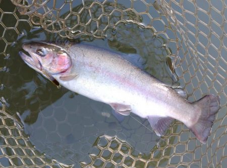 釣り納め ～大安トラウトレイク～